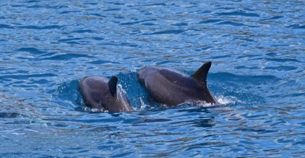 Dolphins on Elba Island